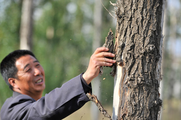 Zhang Shaoyun, 53, a ranger at a forest in Zhangjiakou, Hebei province, easily rips off a piece of bark from a dead poplar tree. The poplars began withering at the forestry farm in September. The forest was planted to act as a shield against sandstorms. Jiang Guidong / for China Daily Forest's decay boosts risk of sandstorms