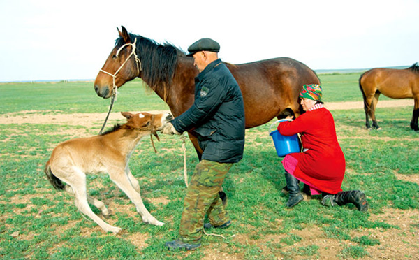 中亞非物質(zhì)文化遺產(chǎn)電影節(jié)和圖片展在阿拉木圖舉辦