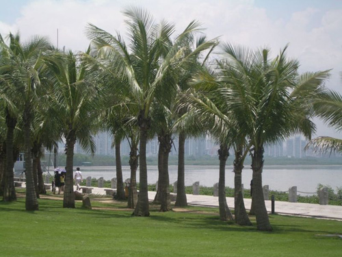 袖珍保護(hù)區(qū) 深圳紅樹(shù)林