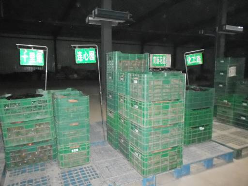 十八大后看河北:廊坊市固安縣蔬菜產(chǎn)業(yè)建設(shè)成果點擊