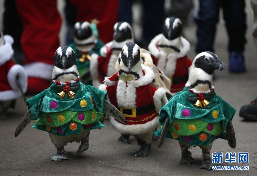 2013動(dòng)物狂想曲