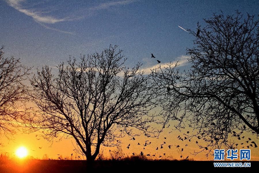 2013動(dòng)物狂想曲