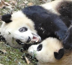 大熊貓黑眼圈變白 經(jīng)查患上皮膚寄生蟲(圖)