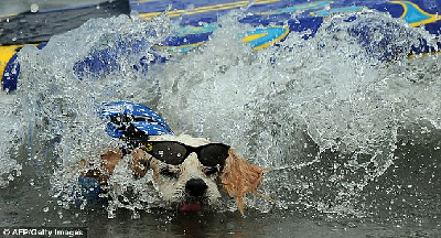 美舉行狗狗沖浪賽 勝者可參加好萊塢電影試鏡