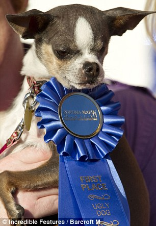 “世界最丑狗”出爐 近親繁殖險遭人道毀滅