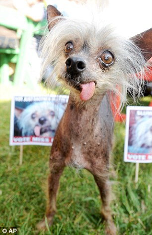 “世界最丑狗”出爐 近親繁殖險遭人道毀滅