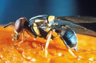 不是只有異性才相互吸引 美雜志揭露動(dòng)物“斷背”之謎