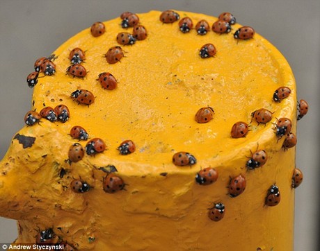 英局部地區(qū)“七星瓢蟲大爆發(fā)” 數(shù)以千萬計令人恐怖