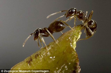 亞洲大螞蟻“入侵”英國(guó) 酷愛“吃”電線或引發(fā)火災(zāi)