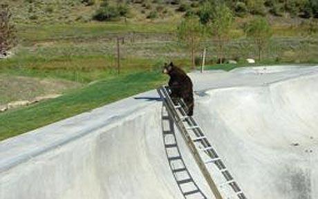 誰說狗熊是笨死的?美國一狗熊掉進滑板池爬梯逃生