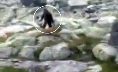 雪人偷看女生洗澡?波蘭學(xué)生拍到疑似雪人的神秘生物