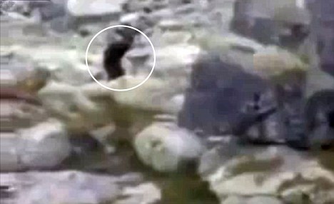 雪人偷看女生洗澡?波蘭學(xué)生拍到疑似雪人的神秘生物