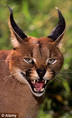 雜交“超級貓”風靡英國引發(fā)恐懼