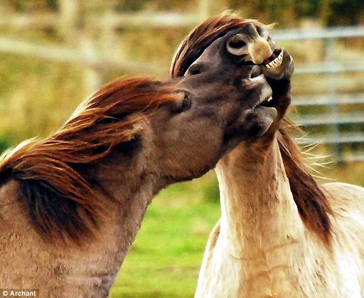 英國馬兒會(huì)“齜牙笑”?網(wǎng)友熱議編笑話