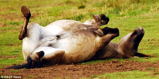 英國馬兒會(huì)“齜牙笑”?網(wǎng)友熱議編笑話