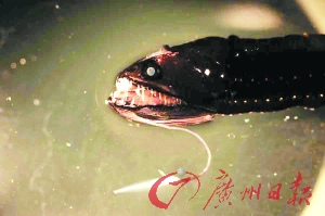 探訪太平洋垃圾大陸:聚集700萬噸全球垃圾