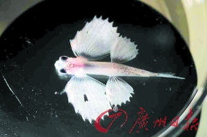 探訪太平洋垃圾大陸:聚集700萬噸全球垃圾