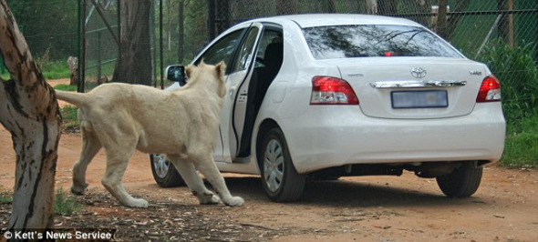 野生動(dòng)物園上演驚魂一幕:獅子拉開(kāi)游客車門