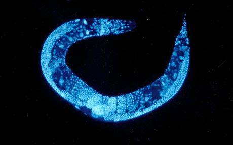 數千英國線蟲將搭“亞特蘭蒂斯”號環(huán)游太空