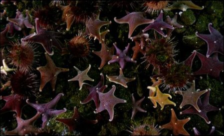 英攝影隊(duì)南極冰層下拍到3米長巨蟲搶食死海豹