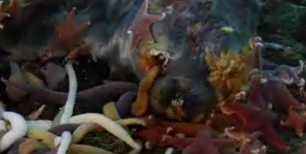 英攝影隊(duì)南極冰層下拍到3米長巨蟲搶食死海豹