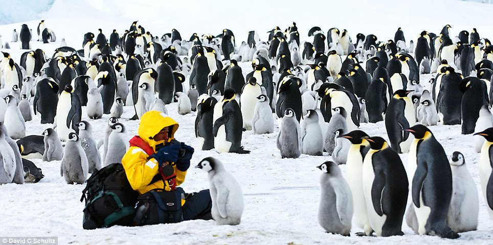 新年動(dòng)物溫馨圖片