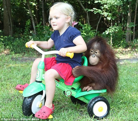 美國(guó)女嬰與小猩猩結(jié)成好友 兩年后重聚溫情感人