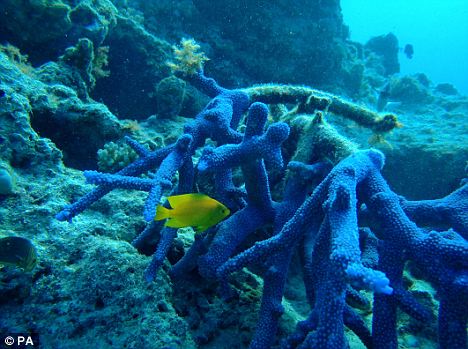 英科學家利用珊瑚研制防曬藥片 效果可持續(xù)數(shù)周