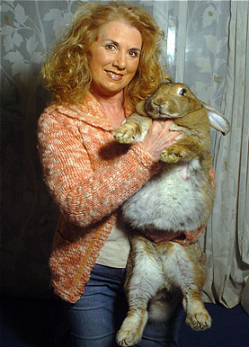 全球體積最大兔離奇去世 疑拍紀錄片怯場誘發(fā)心臟病