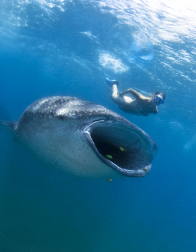 小心!一條鯊魚就在你身后