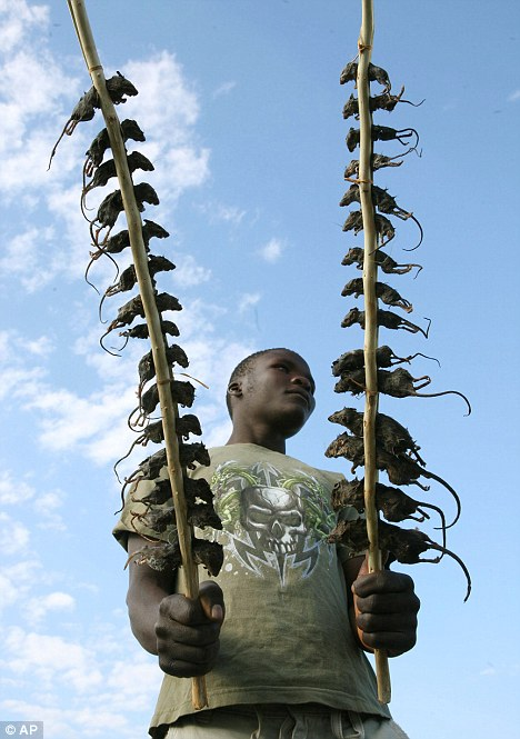 過街老鼠竟成盤中美味 馬拉維民眾熱捧鼠肉