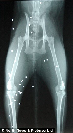 英國小貓N條命 身中50枚子彈奇跡般存活
