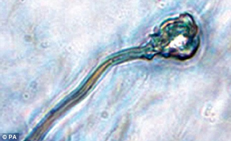 英首次用胚胎干細(xì)胞培育出人類(lèi)精子 能否授精有待檢驗(yàn)