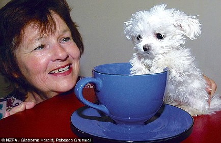 新西蘭小狗身長不到8厘米 或成“世界最小狗”