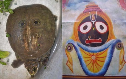 印度驚現(xiàn)背部“長(zhǎng)眼”神龜 數(shù)千人頂禮膜拜