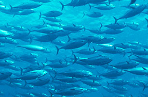 美《時代》周刊盤點年度十大科技發(fā)現(xiàn)