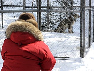 據(jù)稱俄雪豹坐直升機、關禁閉 只為等總理普京“接見”