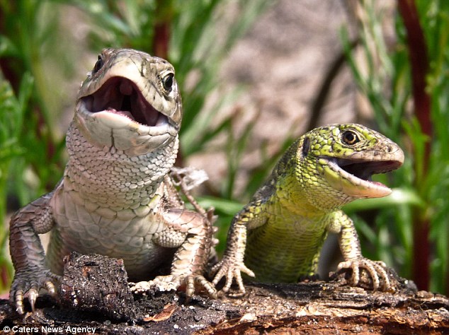 蜥蜴戀愛也神奇！雄性捧花求婚、雌性故意跌落試探