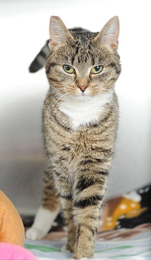 12層高樓摔落基本沒事 英國(guó)小貓被稱“幸運(yùn)星”