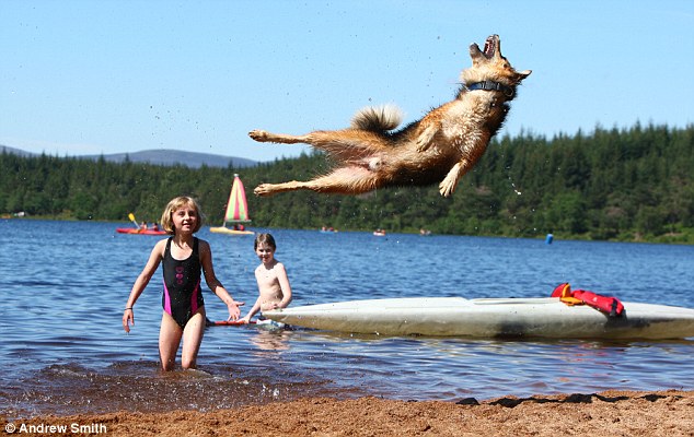 英國一牧羊犬“身懷絕技”有望破世界紀(jì)錄