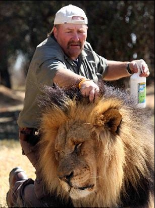 圖片新聞:英國50歲馴獸師演繹“與獅共舞”