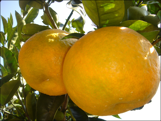 英超市稱酸橙是武器 限制顧客購買數(shù)量(圖)