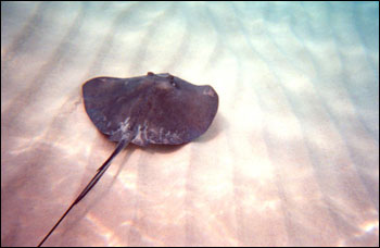 澳洲著名動(dòng)物衛(wèi)士命喪海底 毒魚刺鰩遭報(bào)復(fù)曝尸海灘