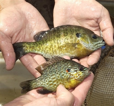 小魚充當(dāng)反恐戰(zhàn)士 美國發(fā)明飲用水生物報警系統(tǒng)