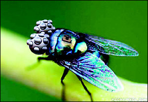 英研發(fā)智能武器“蒼蠅機器人” 十年內應用