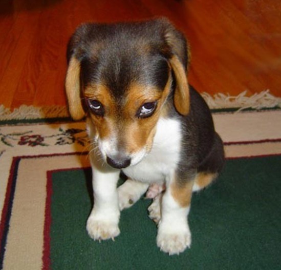 我錯(cuò)了……