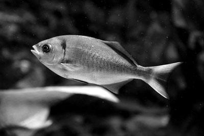 科學(xué)家破解古怪謎題：金魚會(huì)不會(huì)放屁？