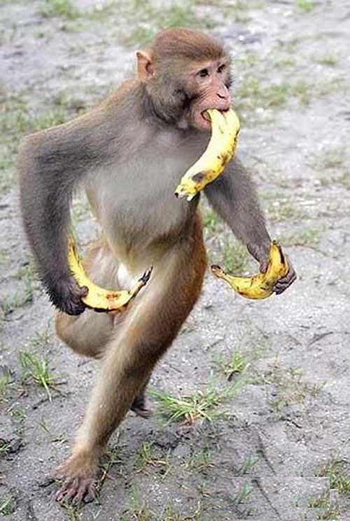 得手了，趕快撤啊！