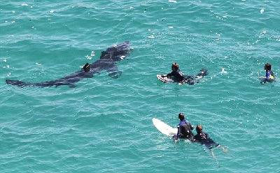 英沖浪者與大鯊魚共舞 碧海藍(lán)天其樂融融