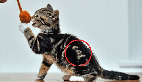 “喵喵！我是貓！” 英國虎斑貓持有天然“名片”